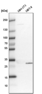 Western blot analysis in mouse cell line NIH-3T3 and rat cell line NBT-II.