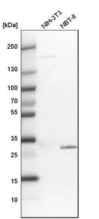 Western blot analysis in mouse cell line NIH-3T3 and rat cell line NBT-II.
