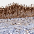 Immunohistochemical staining of human epididymis using Anti-TOLLIP antibody HPA038621.