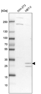 Western blot analysis in mouse cell line NIH-3T3 and rat cell line NBT-II.