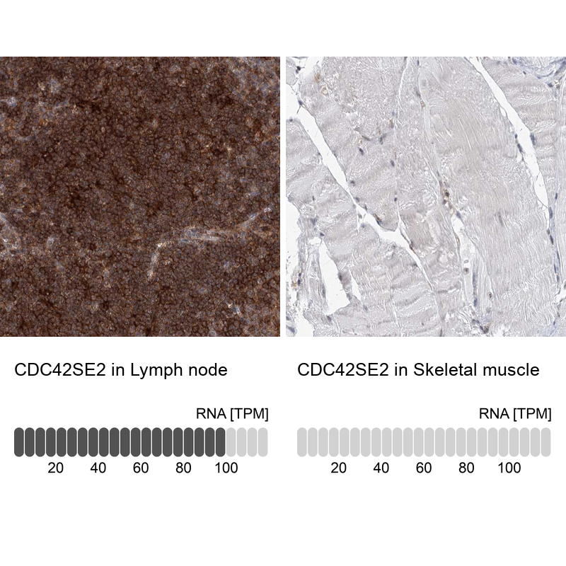 Anti-CDC42SE2 Antibody