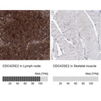 Anti-CDC42SE2 Antibody