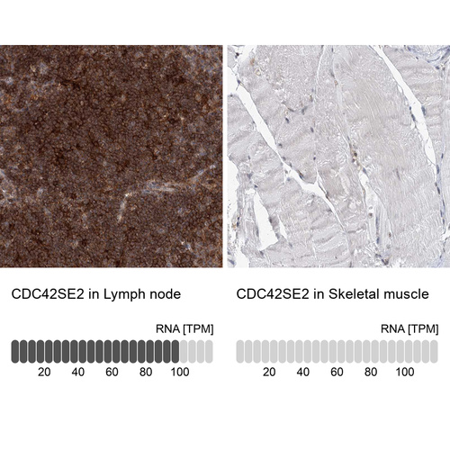 Anti-CDC42SE2 Antibody