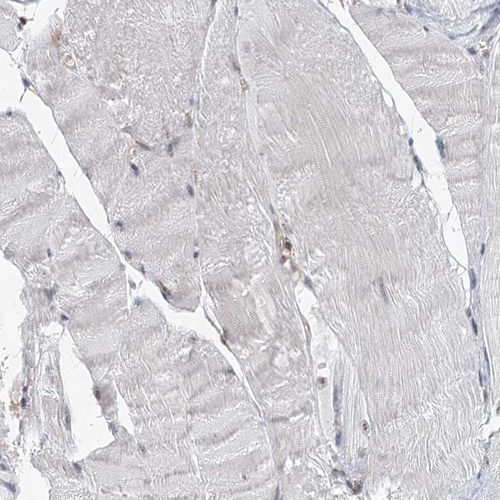 Anti-CDC42SE2 Antibody