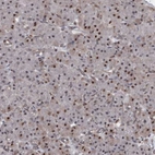 Immunohistochemical staining of human pancreas shows strong nuclear positivity in exocrine glandular cells.