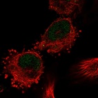 Immunofluorescent staining of human cell line U-251 MG shows localization to nucleoplasm.