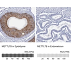 Anti-METTL7B Antibody