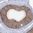 Immunohistochemical staining of human epididymis shows strong cytoplasmic positivity in glandular cells.