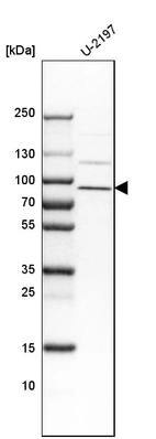 Western blot analysis in human cell line U-2197.