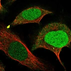 Immunofluorescent staining of human cell line U-2 OS shows localization to nucleus & cytosol.