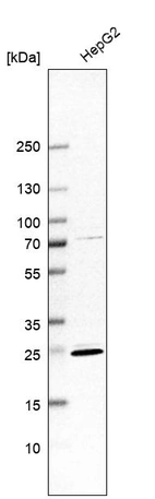 Western blot analysis in human cell line HepG2.