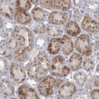 Immunohistochemical staining of human kidney shows high expression.