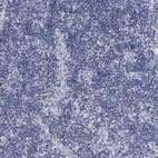 Immunohistochemical staining of human lymph node shows low expression as expected.