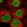 Anti-AMPD3 Antibody