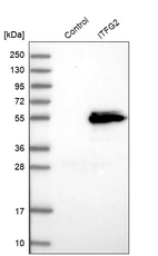 Western blot analysis in control (vector only transfected HEK293T lysate) and ITFG2 over-expression lysate (Co-expressed with a C-terminal myc-DDK tag (~3.1 kDa) in mammalian HEK293T cells, LY413041).