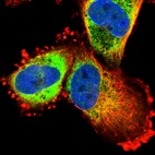 Immunofluorescent staining of human cell line U-251 MG shows localization to nucleoplasm & endoplasmic reticulum.