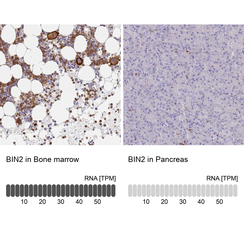 Anti-BIN2 Antibody