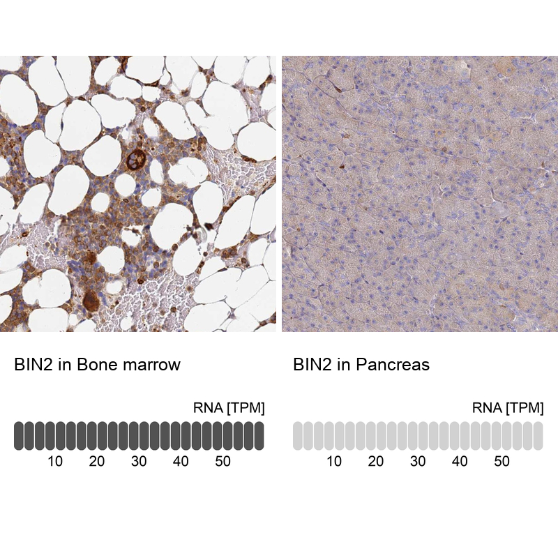 Anti-BIN2 Antibody