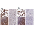 Immunohistochemical staining of human bone marrow, liver, lymph node and pancreas using Anti-BIN2 antibody HPA038666 (A) shows similar protein distribution across tissues to independent antibody HPA038667 (B).
