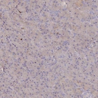 Immunohistochemical staining of human pancreas shows low expression as expected.