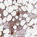 Immunohistochemical staining of human bone marrow shows high expression.