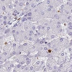 Immunohistochemical staining of human liver using Anti-BIN2 antibody HPA038667.