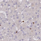 Immunohistochemical staining of human liver using Anti-BIN2 antibody HPA038666.