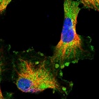 Immunofluorescent staining of human cell line U-251 MG shows localization to plasma membrane & cytosol.