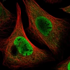 Immunofluorescent staining of human cell line U-2 OS shows localization to nucleoplasm & cytosol.