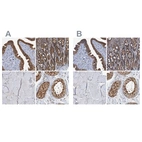 Anti-PTGES3 Antibody