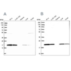 Western blot analysis using Anti-PTGES3 antibody HPA038673 (A) shows similar pattern to independent antibody HPA038672 (B).