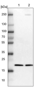 Lane 1: NIH-3T3 cell lysate (Mouse embryonic fibroblast cells)_br/_Lane 2: NBT-II cell lysate (Rat Wistar bladder tumour cells)
