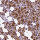 Immunohistochemical staining of human salivary gland shows high expression.