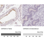 Anti-CAPZA3 Antibody