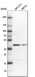 Western blot analysis in mouse cell line NIH-3T3 and rat cell line NBT-II.