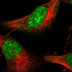 Immunofluorescent staining of human cell line U-251 MG shows localization to nucleoli & nuclear speckles.