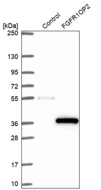 Western blot analysis in control (vector only transfected HEK293T lysate) and FGFR1OP2 over-expression lysate (Co-expressed with a C-terminal myc-DDK tag (~3.1 kDa) in mammalian HEK293T cells, LY414429).