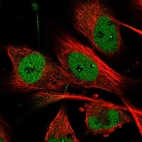 Immunofluorescent staining of human cell line U-251 MG shows localization to nucleoplasm & nucleoli fibrillar center.