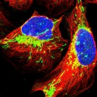 Immunofluorescent staining of human cell line U-2 OS shows localization to mitochondria.