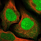 Immunofluorescent staining of human cell line U-2 OS shows localization to nucleus, nucleoli & cytosol.