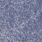 Immunohistochemical staining of human lymph node shows no nuclear positivity in non-germinal center cells as expected.