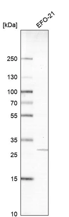Western blot analysis in human cell line EFO-21.