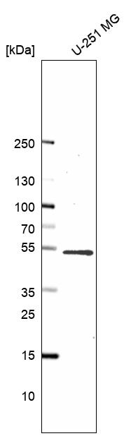 Anti-PWP1 Antibody