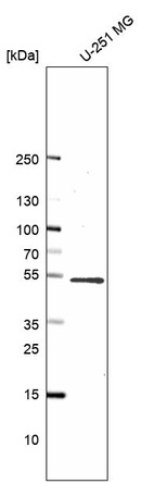 Anti-PWP1 Antibody