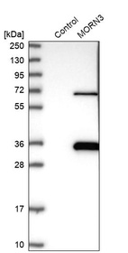 Western blot analysis in control (vector only transfected HEK293T lysate) and MORN3 over-expression lysate (Co-expressed with a C-terminal myc-DDK tag (~3.1 kDa) in mammalian HEK293T cells, LY406324).