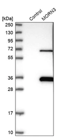 Western blot analysis in control (vector only transfected HEK293T lysate) and MORN3 over-expression lysate (Co-expressed with a C-terminal myc-DDK tag (~3.1 kDa) in mammalian HEK293T cells, LY406324).