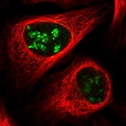 Immunofluorescent staining of human cell line U-2 OS shows localization to nucleoli & the Golgi apparatus.