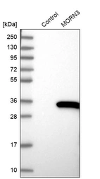 Western blot analysis in control (vector only transfected HEK293T lysate) and MORN3 over-expression lysate (Co-expressed with a C-terminal myc-DDK tag (~3.1 kDa) in mammalian HEK293T cells, LY406324).