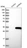 Anti-MORN3 Antibody