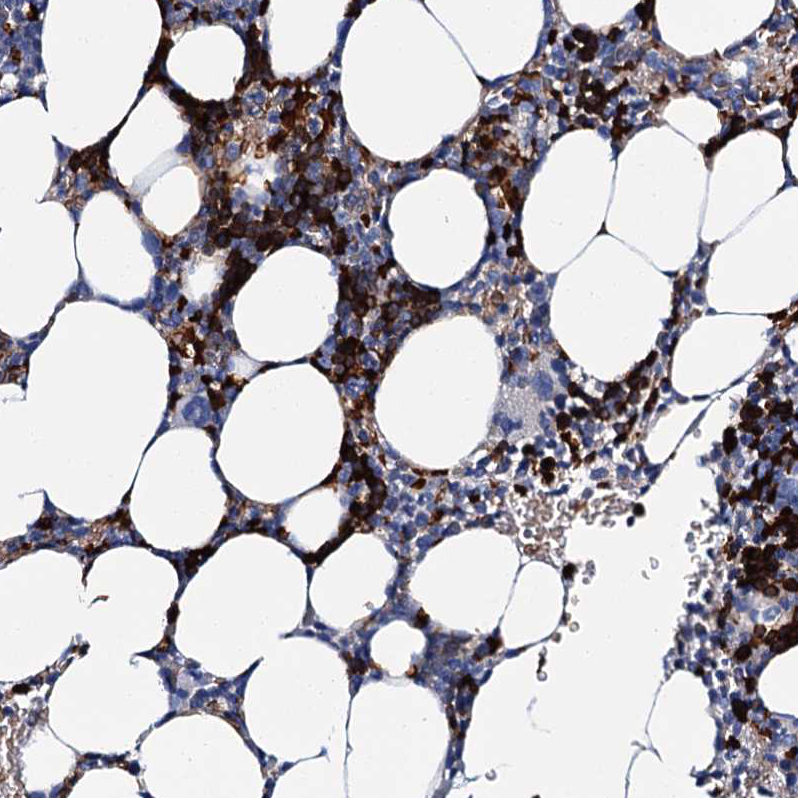 Anti-ATG2A Antibody